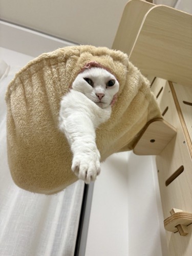 ハンモックから顔を出す猫