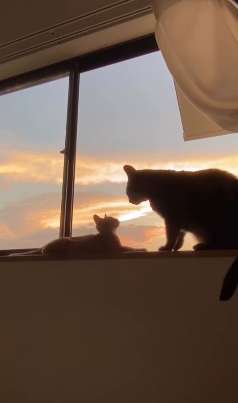 窓際で見つめ合う子猫と成猫