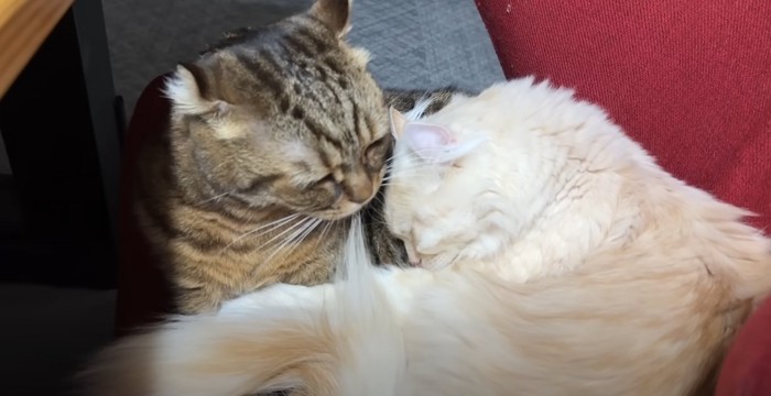 体をくっつける猫2匹