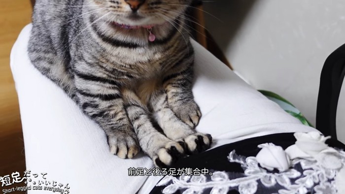 猫の足先