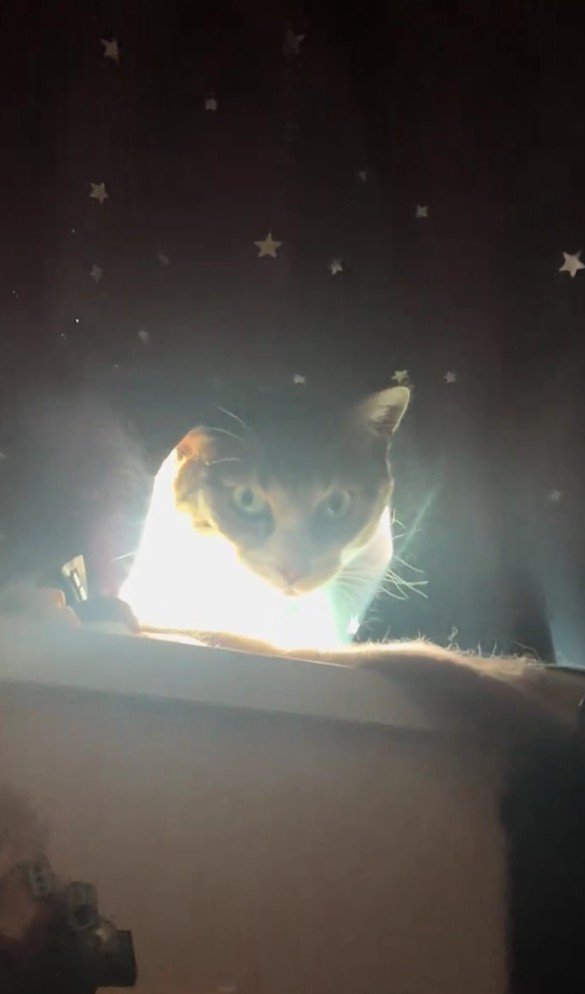 光っている猫