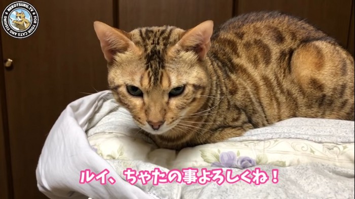 カメラ目線の猫