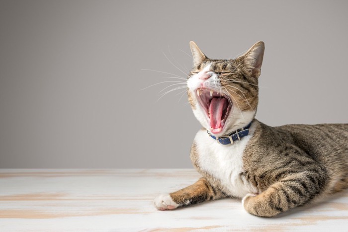 あくびする猫