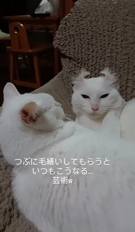 くつろぐ2匹の猫