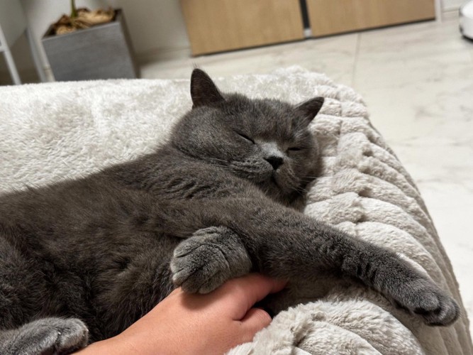 寝転がる猫