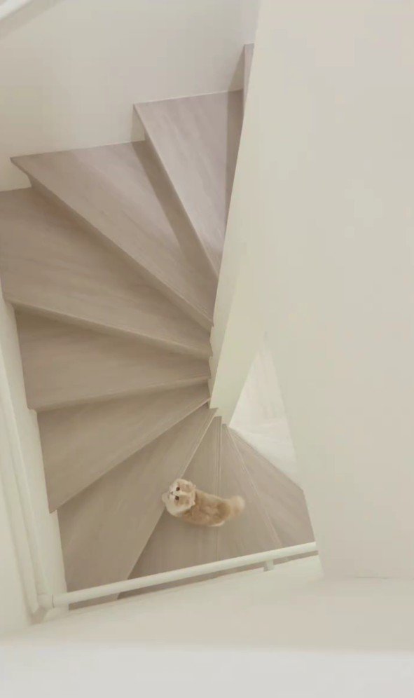 階段下にいる猫