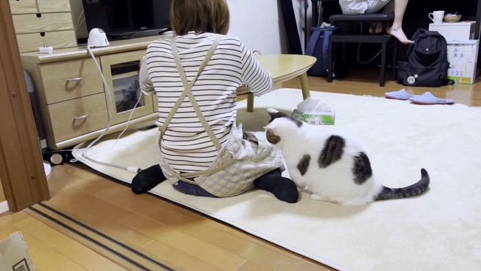 ポケットを探るブチ猫