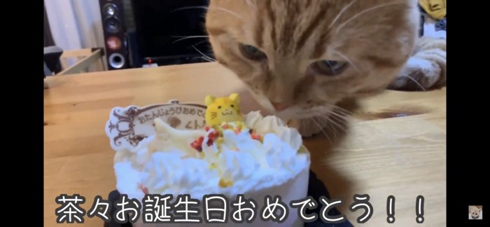 ケーキの匂いをかぐ猫