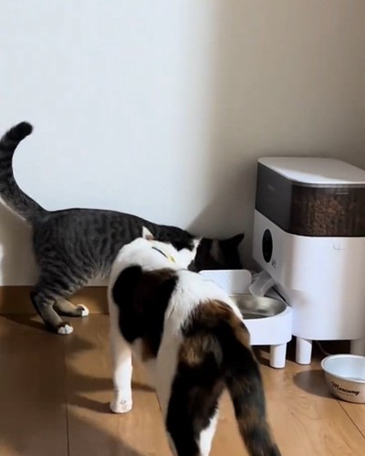 ご飯を食べる2匹の猫