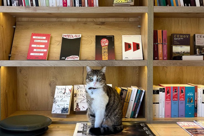図書館と猫