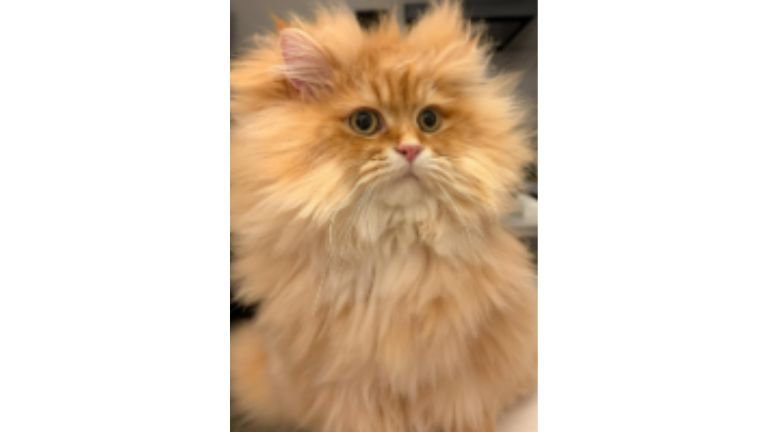 寝癖が付いた猫
