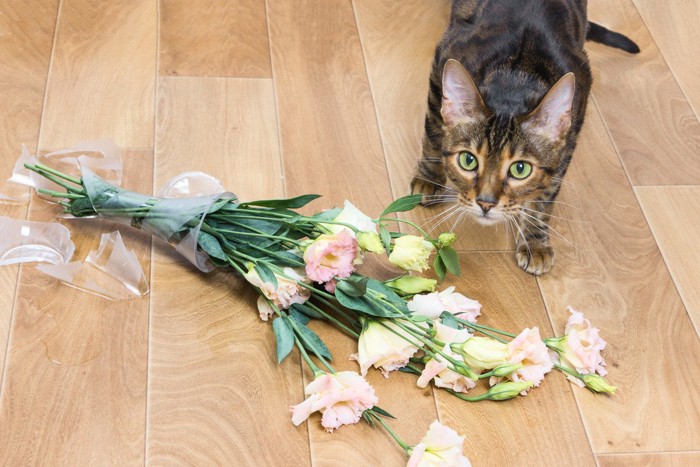 割れた花瓶と猫