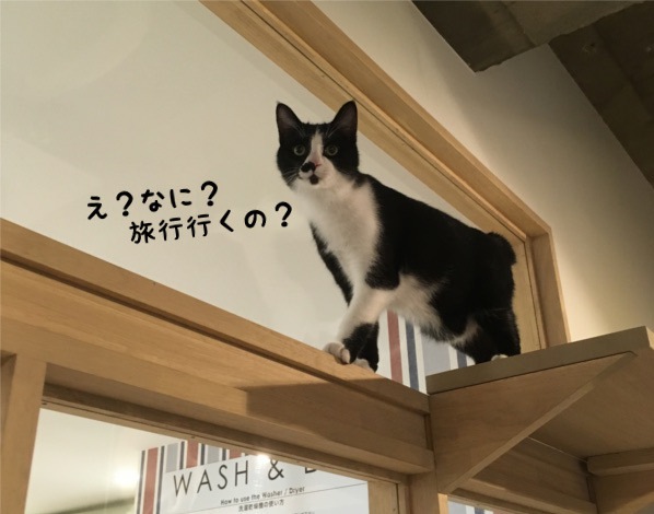 キャットウォークを歩く猫