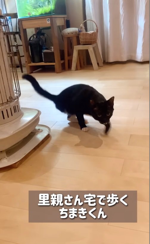 歩く猫