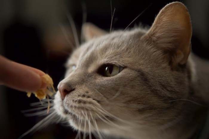 かつお節に興味津々の猫
