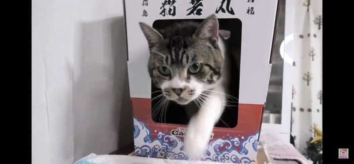 出ようとする猫