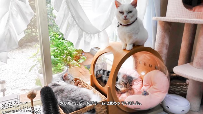 3匹の猫