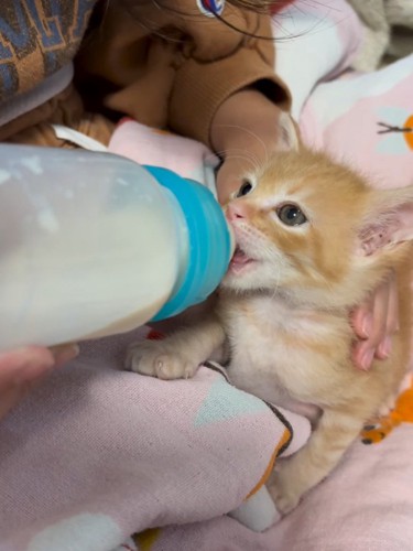 ミルクを飲む子猫の顔