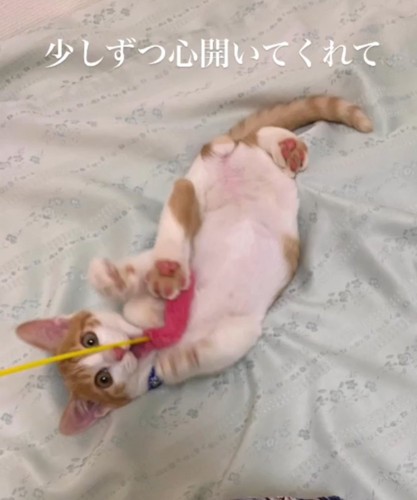 おもちゃで遊ぶ子猫