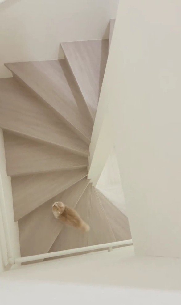 階段を駆け上がる猫