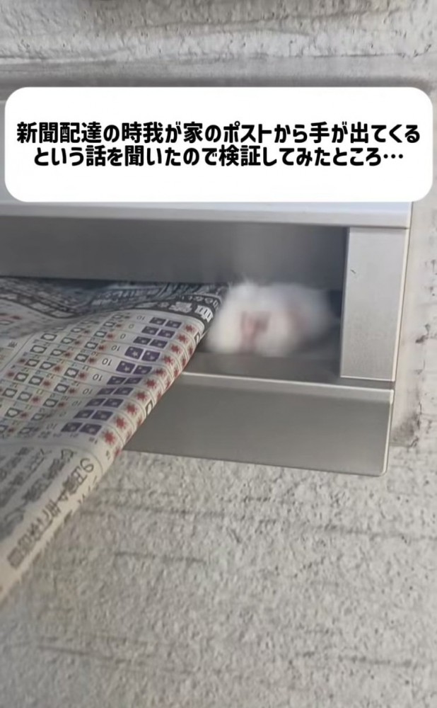 郵便受けから出てくるミックス猫の手
