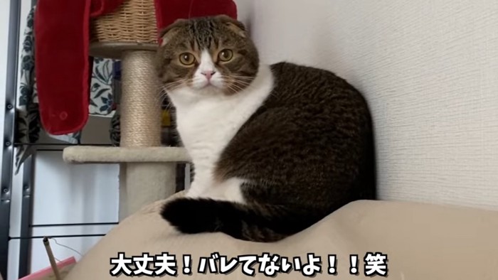 ソファの上で売り向く猫