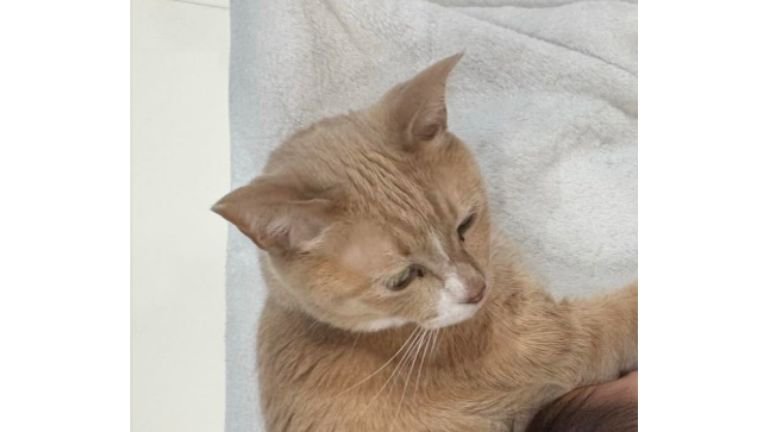 寝ている赤ちゃんと猫