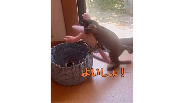 箱に入る猫