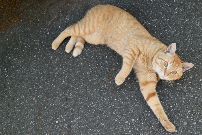 地面に寝転がる猫