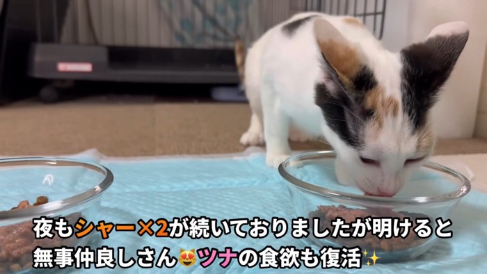 ご飯を食べる三毛猫