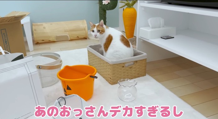 カゴの中の猫