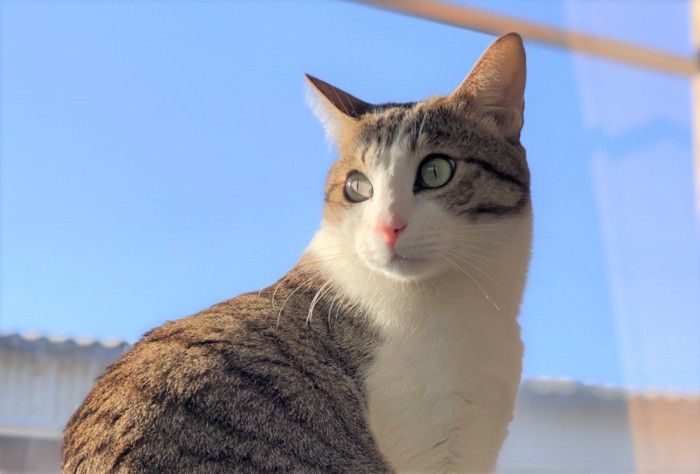 青空を背景にした猫