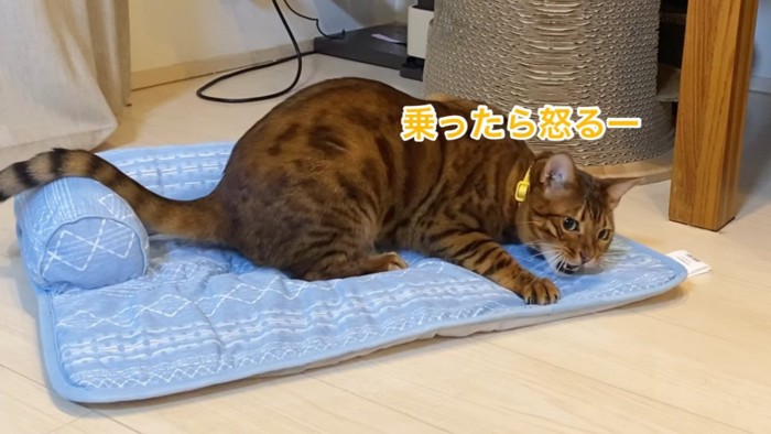 パッドの上で伏せる猫