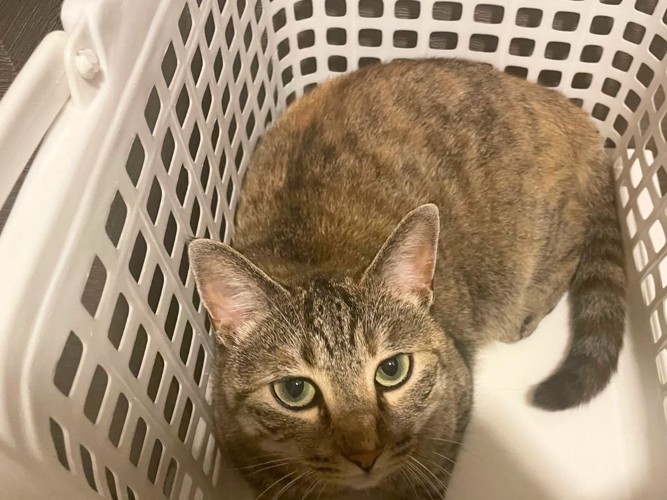 洗濯カゴにすっぽり収まる猫