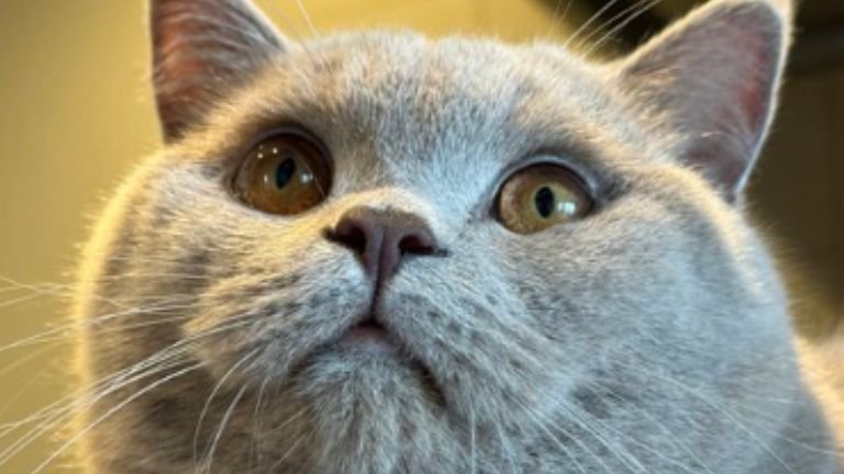 室内にいる猫