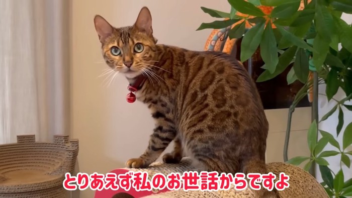 座って振り向く猫