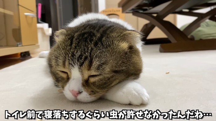 寝ている猫の顔