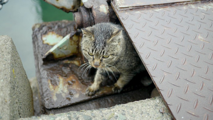 野良猫の写真