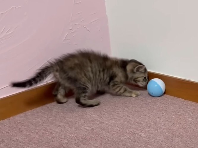 遊ぶ子猫