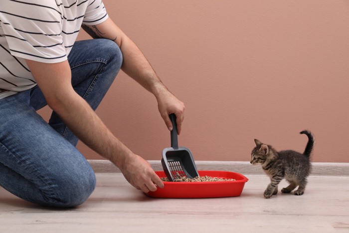 トイレ掃除の様子を見る子猫
