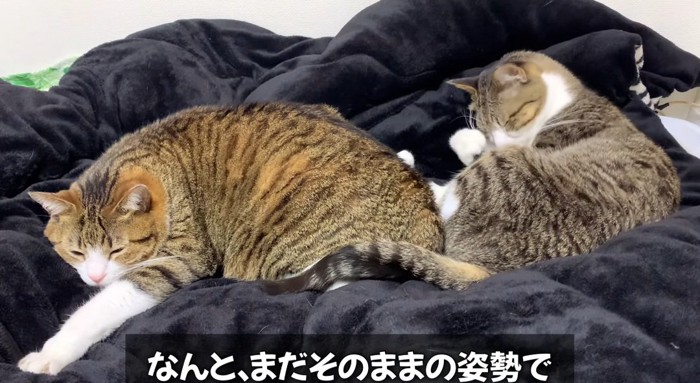 寝ている猫