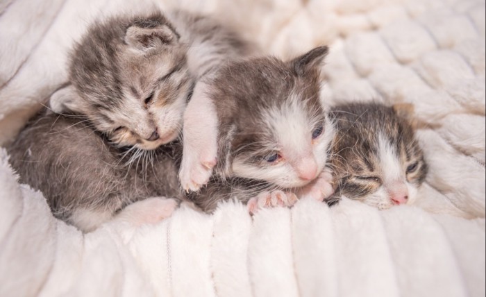 保護された3匹の子猫