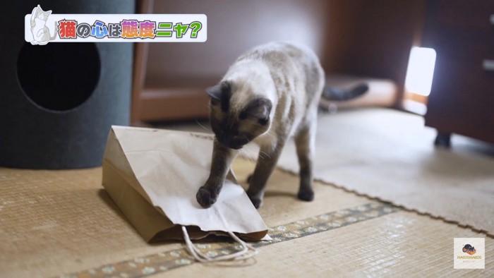 袋を踏むシャム猫