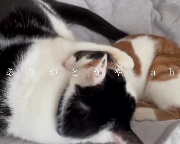 成猫と子猫