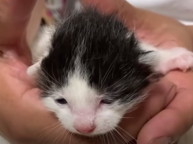 白と黒ぶちの子猫