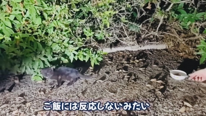 藪の中から出てきて鳴く黒色子猫