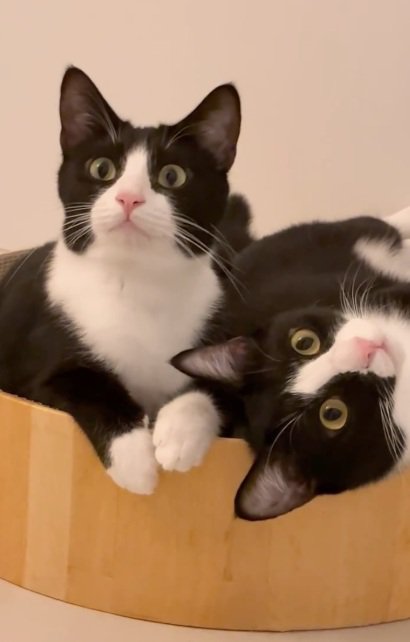 くっついて座っている2匹のハチワレ猫