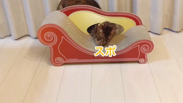 爪とぎの穴から顔を出す猫