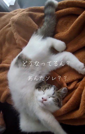 寝ている子猫
