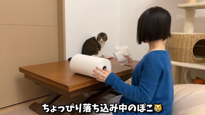 テーブルの上に座る猫